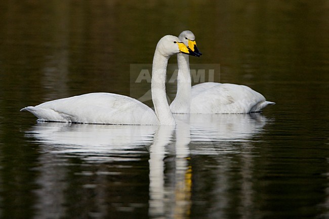 Paartje Wilde Zwanen; Pair of Whooper Swans stock-image by Agami/Daniele Occhiato,