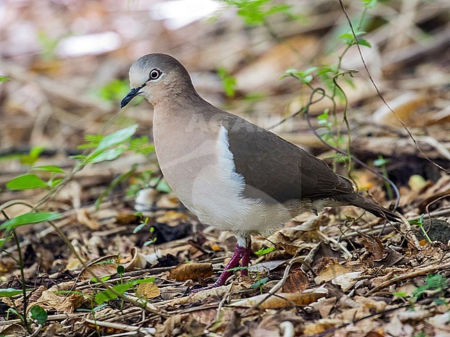 Critically Endangered Grenada Dove (Leptotila wellsi) on the island of Grenada in the Caribbean. Standing on the ground. stock-image by Agami/Pete Morris,