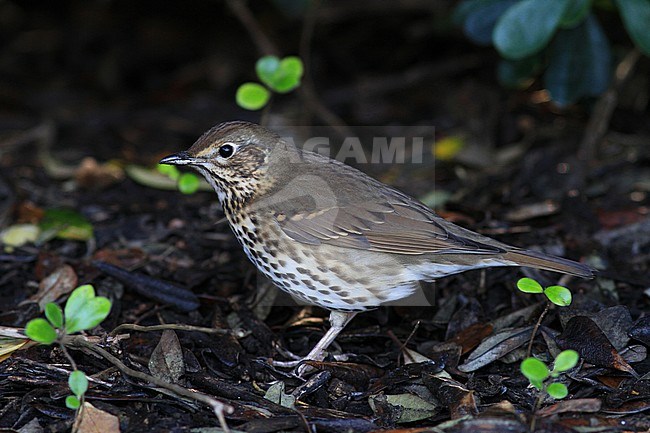 First-winter Song Thrush (Turdus philomelos) foraging on the ground on the isles of Scillies in England. stock-image by Agami/Pete Morris,
