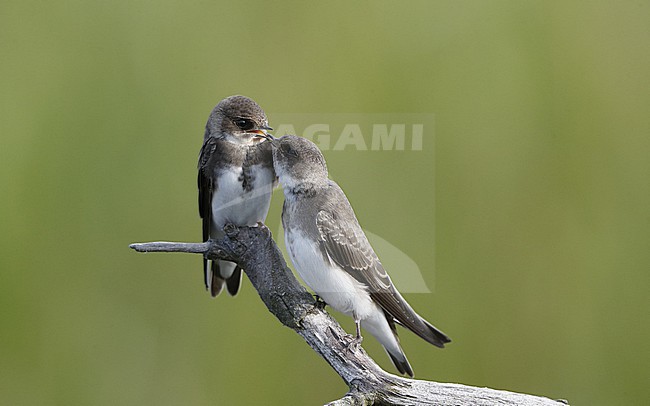 Sand Martin (Riparia riparia) 2 perched juveniles interacting at Vestamager, Denmark stock-image by Agami/Helge Sorensen,