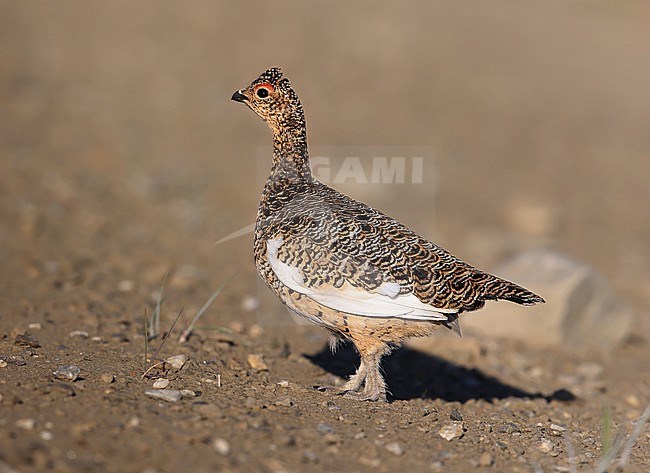 Willow Ptarmigan  (Lagopus lagopus alascensis) taken the 07/06/2022 at Nome - Alaska - USA stock-image by Agami/Aurélien Audevard,