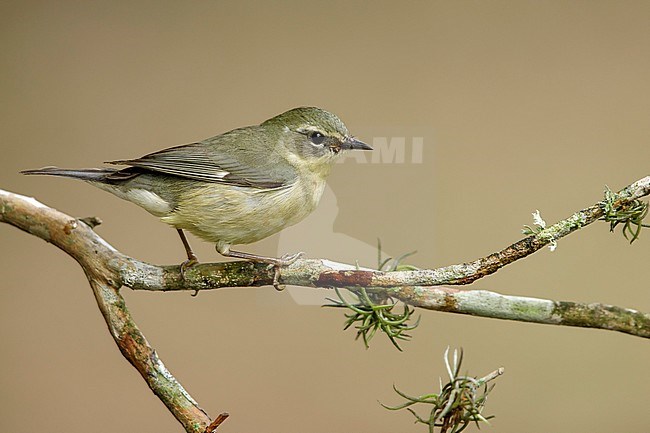 Adult female Black-throated Blue Warbler (Setophaga caerulescens) perched on a branch in Galveston County, Texas, United States, during spring migration. stock-image by Agami/Brian E Small,