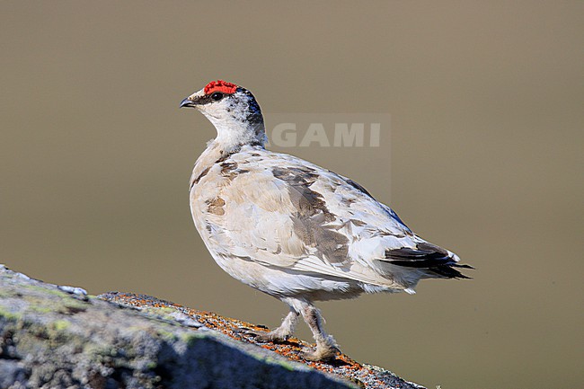 Rock Ptarmigan (Lagopus muta) taken the 07/06/2022 at Nome - Alaska. stock-image by Agami/Nicolas Bastide,