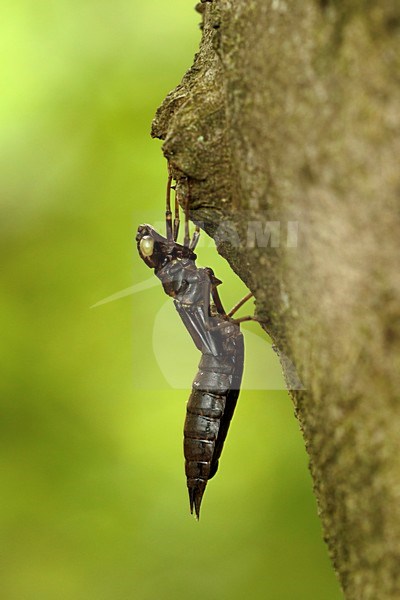 glazenmaker larvenhuid; Hawker larval skin stock-image by Agami/Walter Soestbergen,