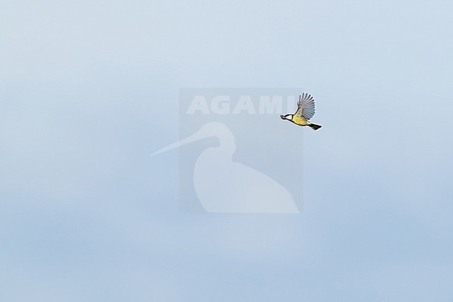 eurasian great tit (parus major) in flight, found at Fehmarn at the Baltic Sea in Germany stock-image by Agami/Mathias Putze,