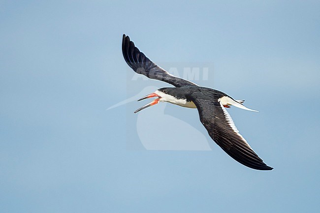 Adult Black Skimmer (Rynchops niger) in flight along the coast at Galveston Co., Texas, USA. stock-image by Agami/Brian E Small,