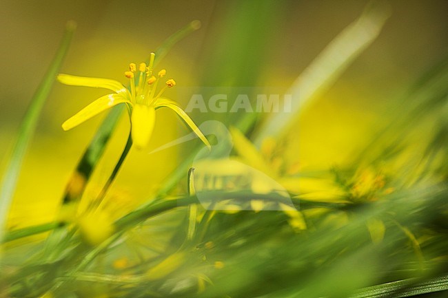 Meadow Gagea flowers stock-image by Agami/Wil Leurs,