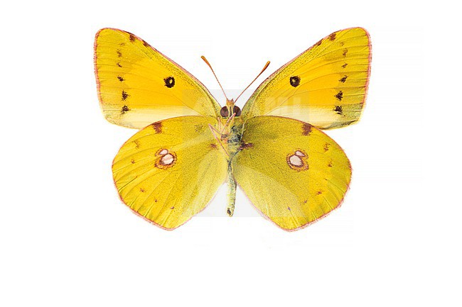 Oranje luzernevlinder, Clouded Yellow, Colias croceus stock-image by Agami/Wil Leurs,
