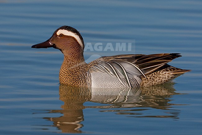 Zwemmend mannetje Zomertaling; Swimming male Garganey stock-image by Agami/Daniele Occhiato,