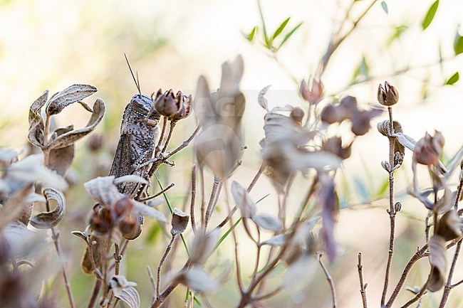 Locusta migratoria - Migratory locust - Europäische Wanderheuschrecke, France (Provence), imago stock-image by Agami/Ralph Martin,