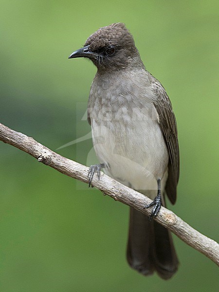 Common bulbul, Pycnonotus barbatus, perched in the Gambia. stock-image by Agami/Han Bouwmeester,