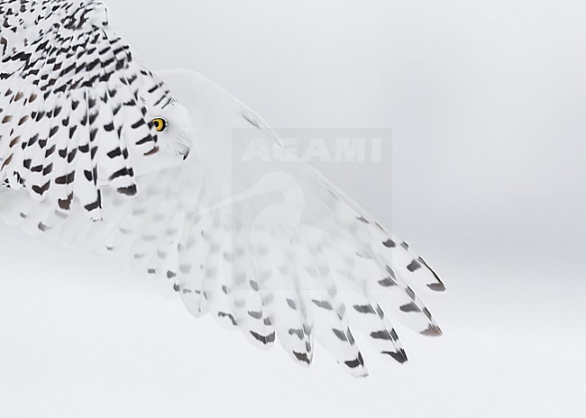 Snowy Owl (Bubo scandiacus) in snow covered landscape in Ontario Canada. stock-image by Agami/Marcel Burkhardt,