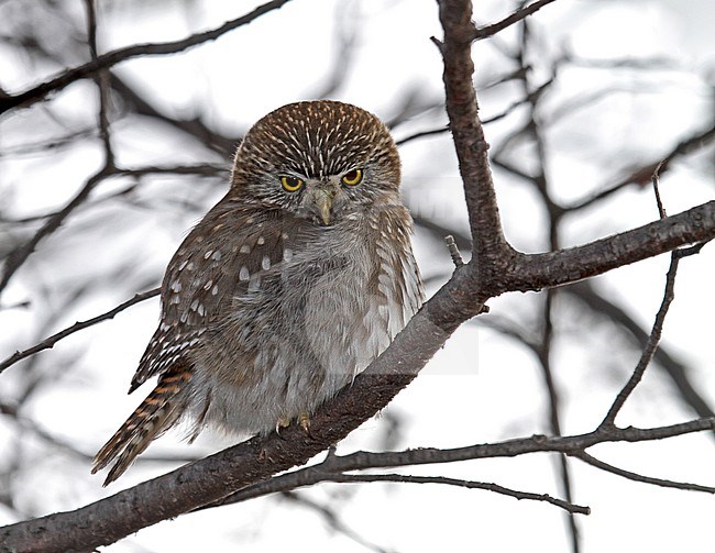 Austral Pygmy Owl (Glaucidium nana) perched in southern Argentina in temperate forest. stock-image by Agami/Pete Morris,