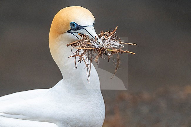 Australasian Gannet (Morus serrator), also known as Australian gannet, in New Zealand. Adult carrying nest material. stock-image by Agami/Marc Guyt,