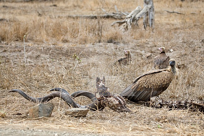 Witruggier, African White-backed Vulture, Gyps africanus stock-image by Agami/Marc Guyt,