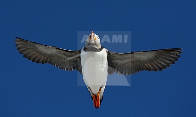 Volwassen Papegaaiduiker in de vlucht; Adult Atlantic Puffin in flight stock-image by Agami/Markus Varesvuo,