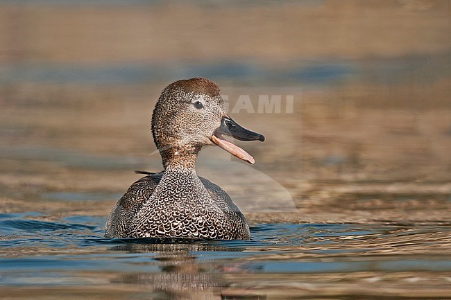 Male Gadwall, Mannetje Krakeend stock-image by Agami/Alain Ghignone,
