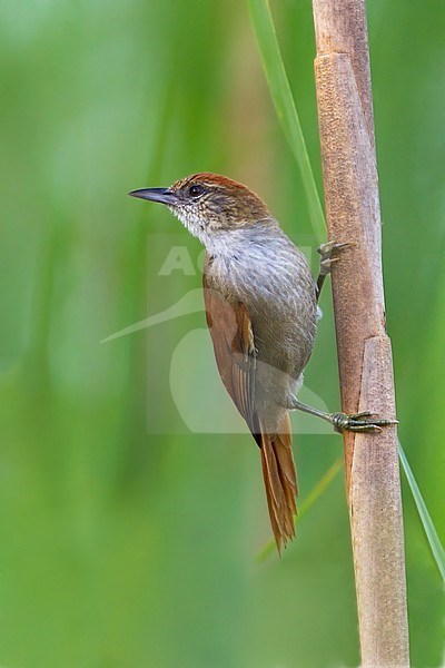 Birds of Peru, a Parker's Spinetail stock-image by Agami/Dubi Shapiro,