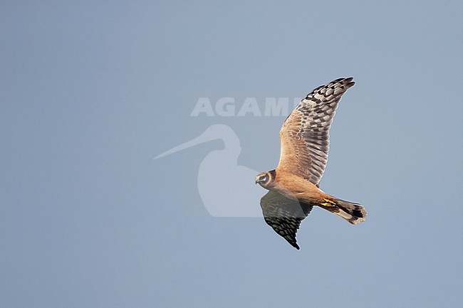 First-winter Pallid Harrier (Circus macrourus) in flight over fields of Falsterbo, Skåne, Sweden. Autumn migrant. stock-image by Agami/Helge Sorensen,