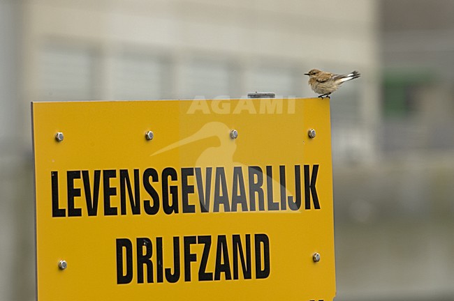 Western Black-eared Wheatear female;Westelijke Blonde Tapuit vrouw stock-image by Agami/Marc Guyt,