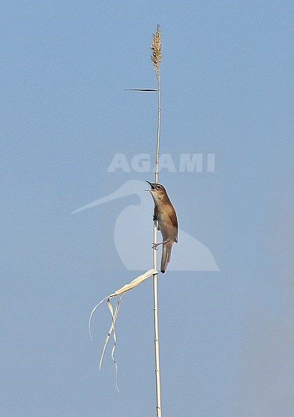Savi's Warbler (Locustella luscinioides ssp. fusca) singing on top of reed stock-image by Agami/Andy & Gill Swash ,