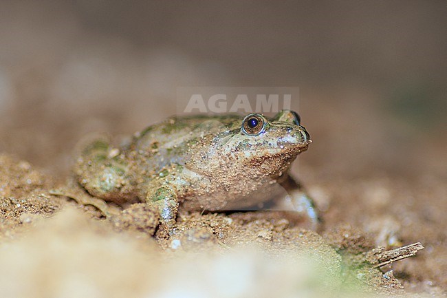 Painted Frog (Discoglossus pictus) taken the 25/04/2022 at Ramatuelle- France. stock-image by Agami/Nicolas Bastide,