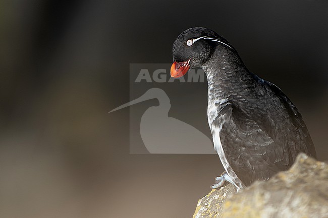 Parakeet Auklet (Aethia psittacula) on St Paul island, Alaska, United States. stock-image by Agami/Dani Lopez-Velasco,