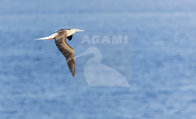 Red-footed booby (Sula sula rubripes) at sea in the Pacific Ocean, around the Solomon Islands. stock-image by Agami/Marc Guyt,