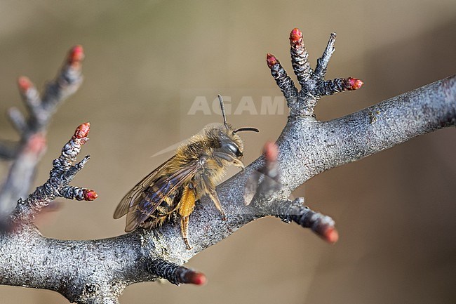 Andrena flavipes - Gemeine Sandbiene, France (Alsace), imago, female stock-image by Agami/Ralph Martin,
