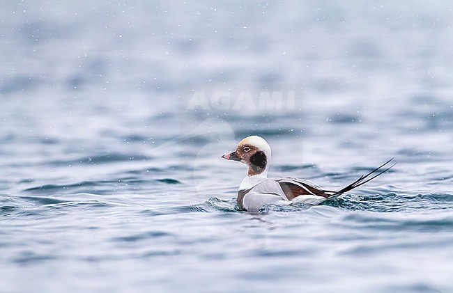 Male Long-tailed Duck (Clangula hyemalis) in winter plumage swimming in a harbor on Varangerfjord peninsula, arctic Norway. stock-image by Agami/Marc Guyt,