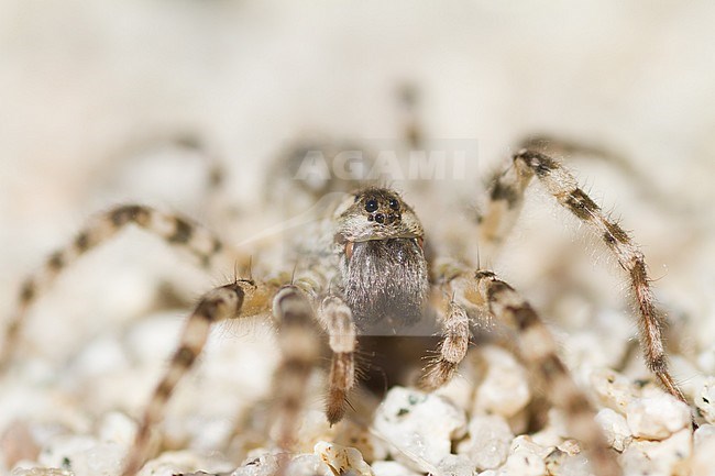 Arctosa cinerea - Flussuferwolfspinne, Kazakhstan stock-image by Agami/Ralph Martin,