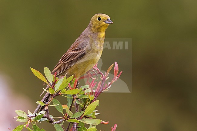 Smyrnagors zittend in struik; Cinereous Bunting perched in bushes stock-image by Agami/Daniele Occhiato,