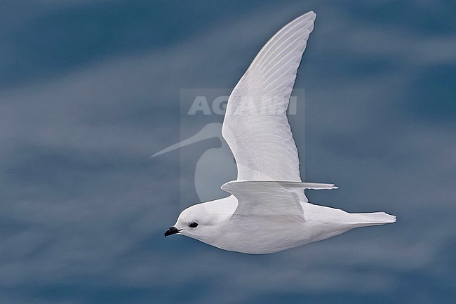 Snow Petrel (Pagodroma nivea) in flight on South Georgia. stock-image by Agami/Pete Morris,