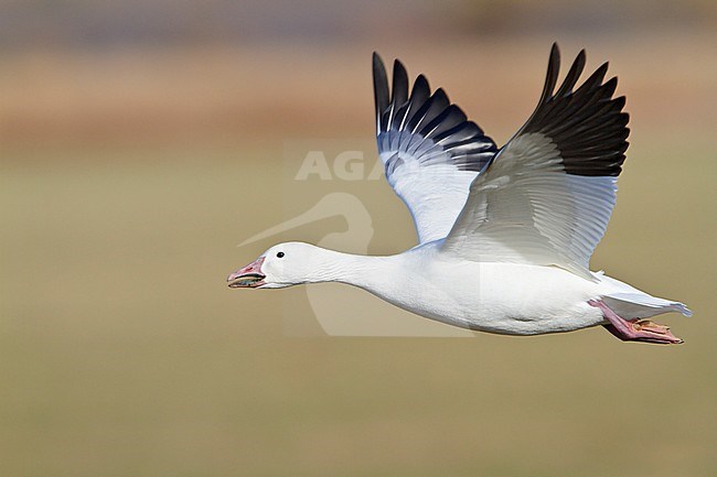 Snow Goose (Chen caerulescens) flying at the Bosque del Apache wildlife refuge near Socorro, New Mexico, USA. stock-image by Agami/Glenn Bartley,
