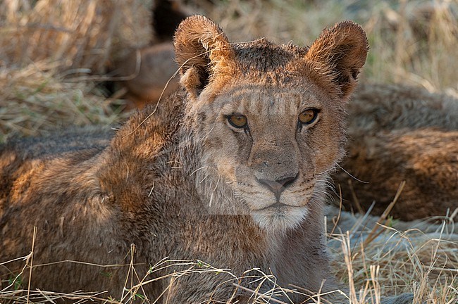 Portrait of a wet young lion, Panthera leo, after crossing a river. Okavango Delta, Botswana. stock-image by Agami/Sergio Pitamitz,