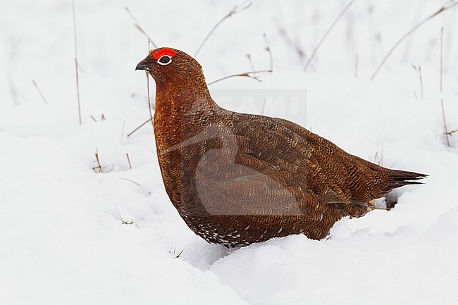 Willow Grouse ssp scotica, Red Grouse stock-image by Agami/Saverio Gatto,
