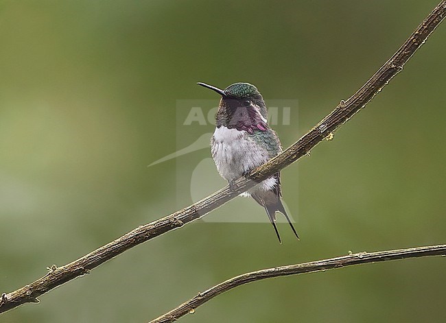 Esmeraldas Woodstar, Chaetocercus berlepschi, male perched on a thin branch in a forest clearing in Ecuador - Vulnerable species stock-image by Agami/Andy & Gill Swash ,