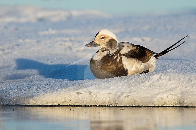 Adult male Long-tailed Duck (Clangula hyemalis ) in transitional plumage, resting on snow on side of an arctic tundra pond near Barrow in northern Alaska, United States. stock-image by Agami/Dubi Shapiro,