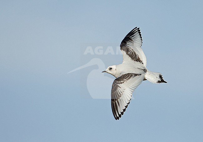 First-winter Ross's Gull (Rhodostethia rosea) wintering harbor of Vlissingen, Zeeland, The Netherlands. stock-image by Agami/Kris de Rouck,
