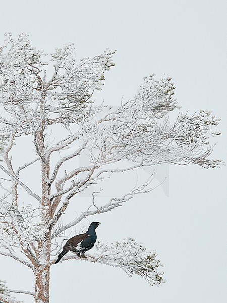 Male Western Capercaillie (Tetrao Urogallus) perched in a frost covered tree near Salla in northern Finland during cold winter. stock-image by Agami/Markus Varesvuo,