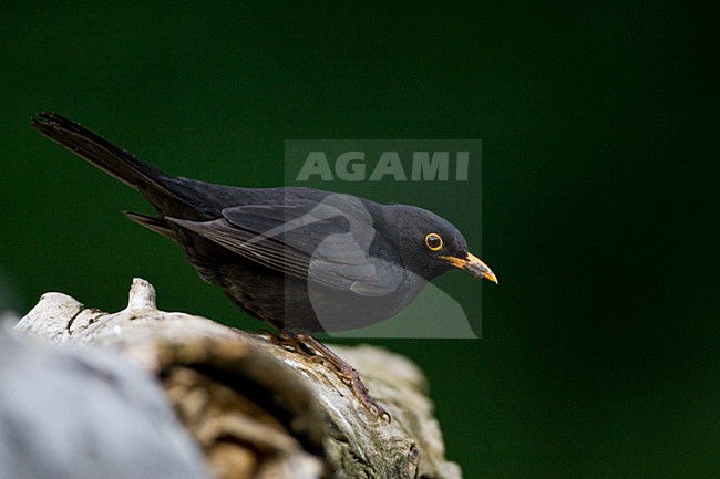 Merel man zittend op boomstam; Common Blackbird male perched on a log in the forest stock-image by Agami/Marc Guyt,