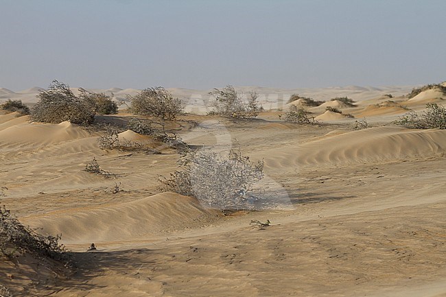 Landscape of central desert of Oman stock-image by Agami/Ralph Martin,