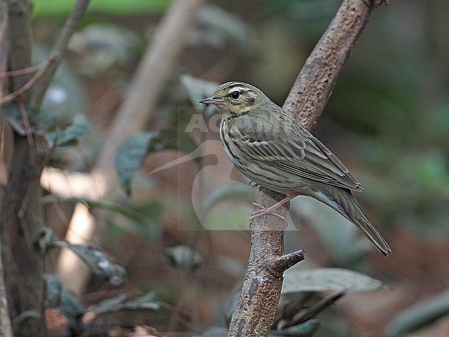 Olive-backed Pipit, Anthus hodgsoni. March, Thailand stock-image by Agami/James Eaton,