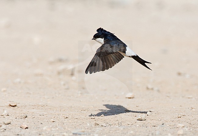 Huiszwaluw in de vlucht; Common House Martin in flight stock-image by Agami/Marc Guyt,