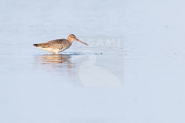  stock-image by Agami/Menno van Duijn,