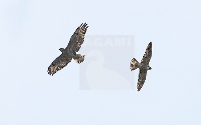 Cape Verde Peregrine (Falco peregrinus madens) flying over Santo Antao, Cape Verde. stock-image by Agami/Vincent Legrand,