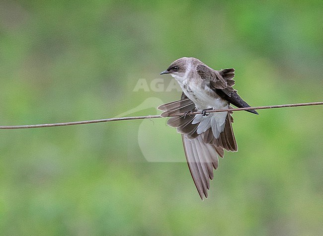 Brown-chested martin (Progne tapera) perched and wings spread in the Pantanal stock-image by Agami/David Monticelli,