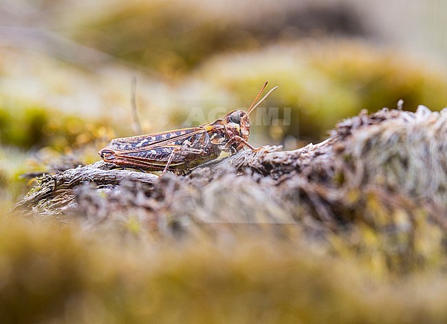 Mottled Grasshopper, Knopsprietje, Myrmeleotettix maculatus stock-image by Agami/Wil Leurs,