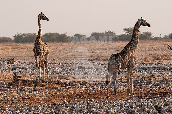 Sunlight highlights giraffes, Giraffa camelopardalis, standing in a dry, flat plain in Etosha National Park. Etosha National Park, Namibia. stock-image by Agami/Sergio Pitamitz,