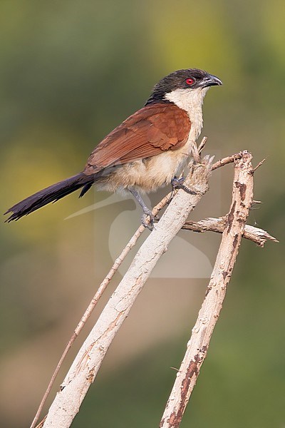 Senegal Coucal (Centropus senegalensis) perched on a branch in a rainforest in Ghana. stock-image by Agami/Dubi Shapiro,